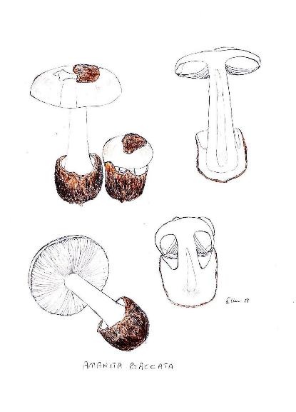 Amanita curtipes